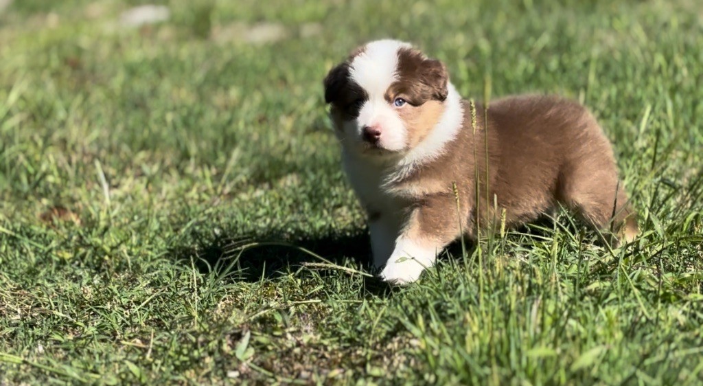 The Face Of Love - Chiot disponible  - Berger Australien