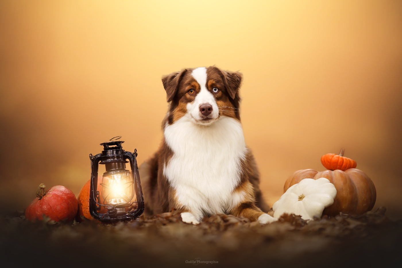 Very beauty success The Face Of Love