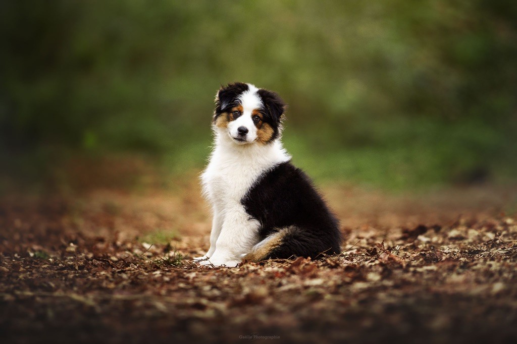 Amnesia De L'Aussie Happy