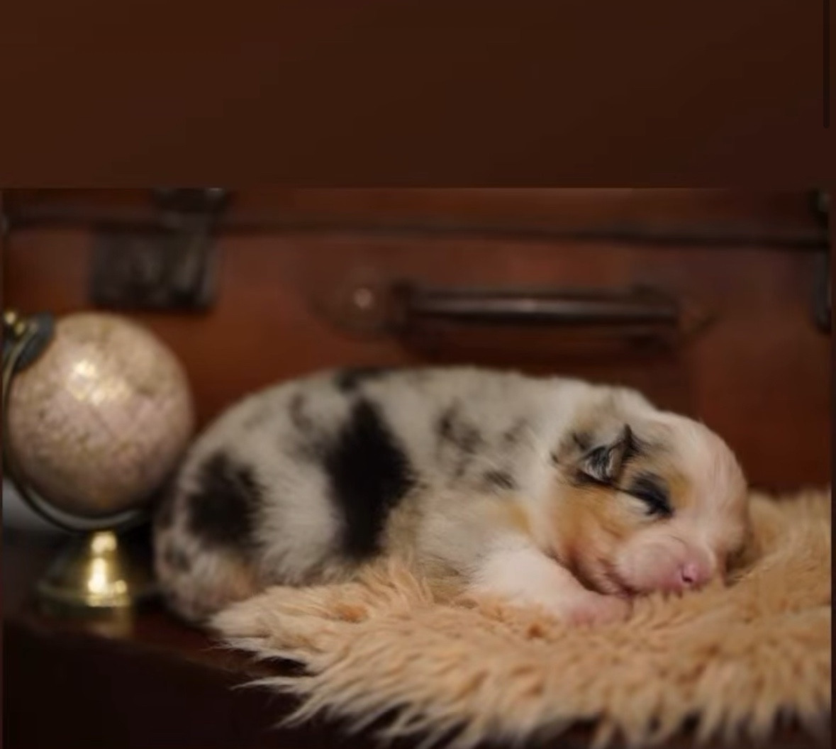 The Face Of Love - Chiots disponibles - Berger Australien