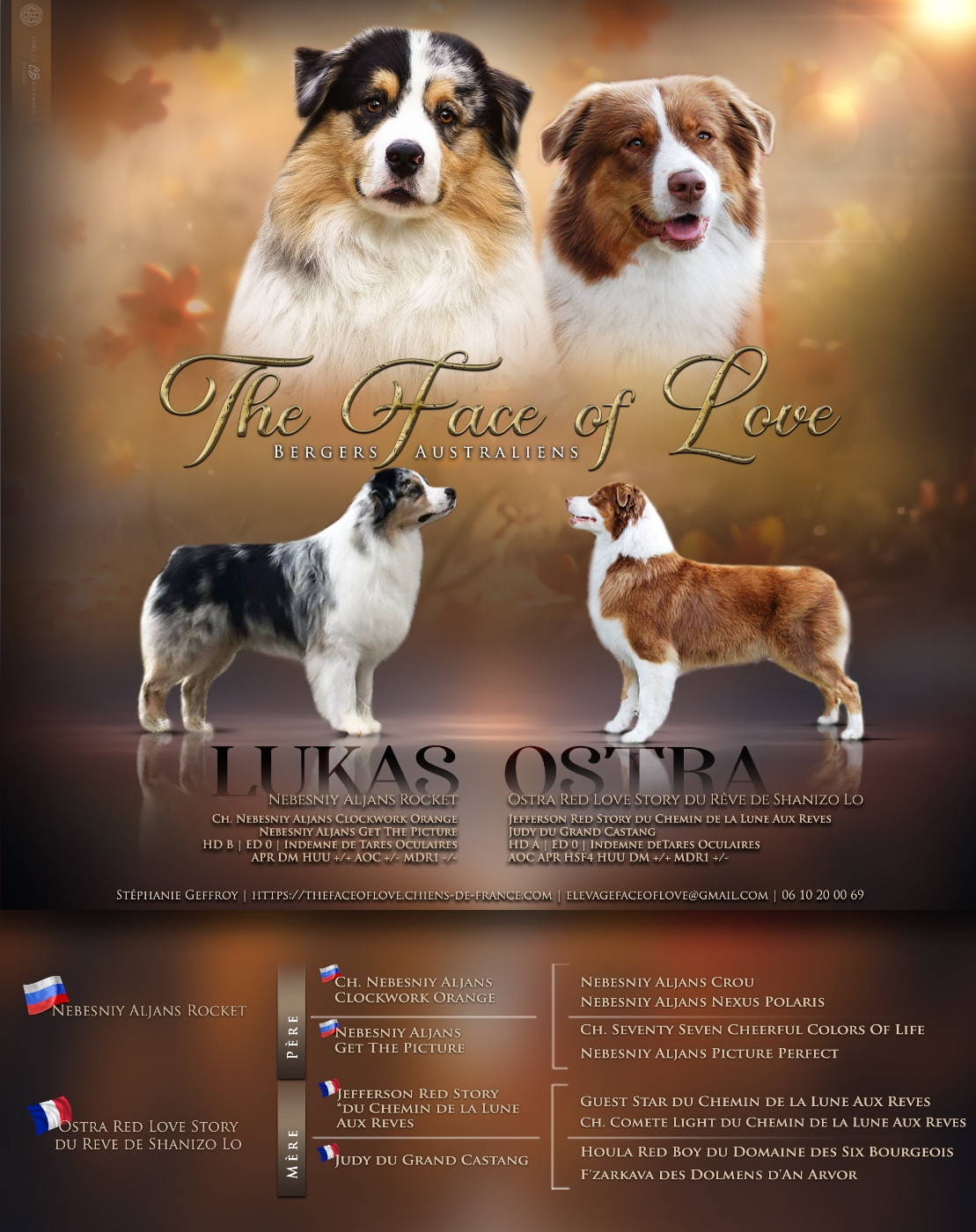 Chiot Berger Australien The Face Of Love