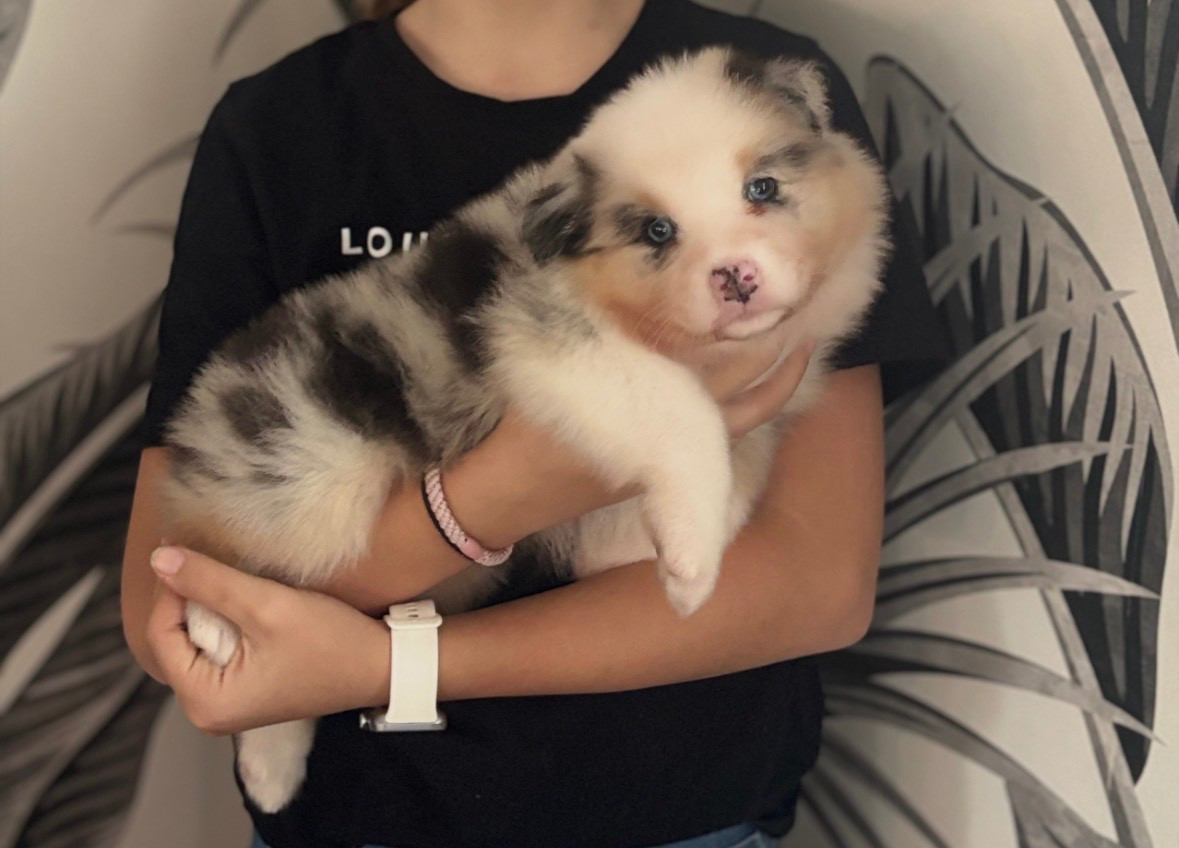 The Face Of Love - Chiots disponibles - Berger Australien