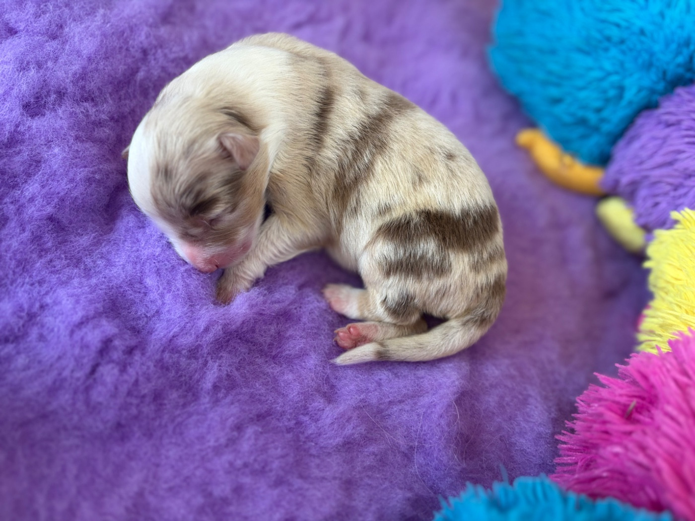 The Face Of Love - Chiots disponibles - Berger Australien