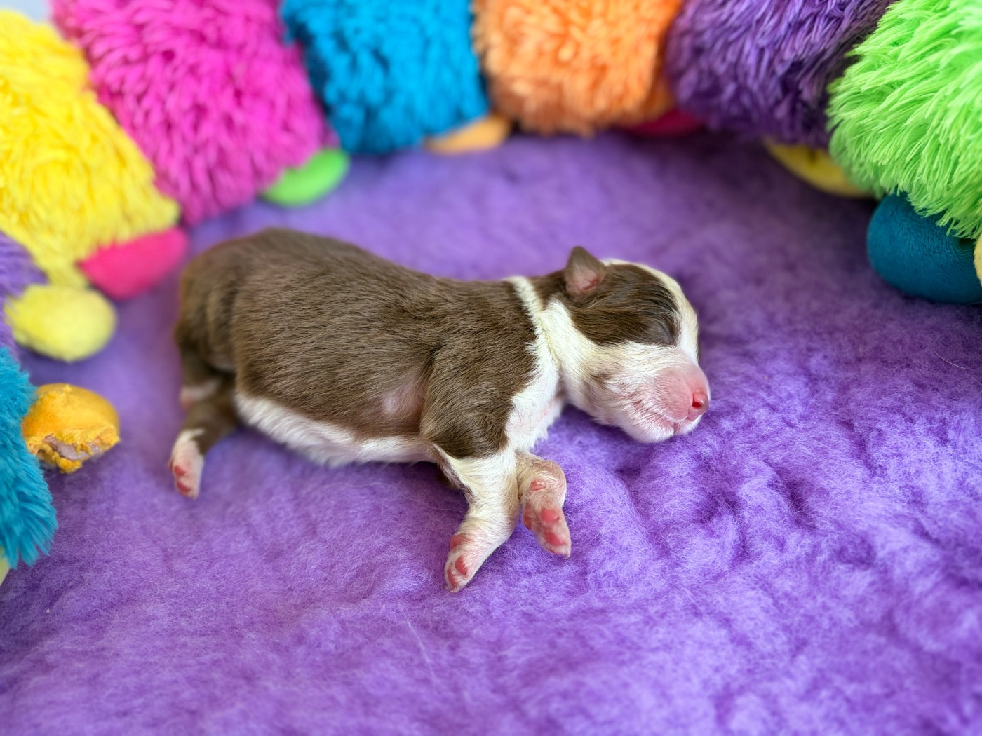 The Face Of Love - Chiots disponibles - Berger Australien