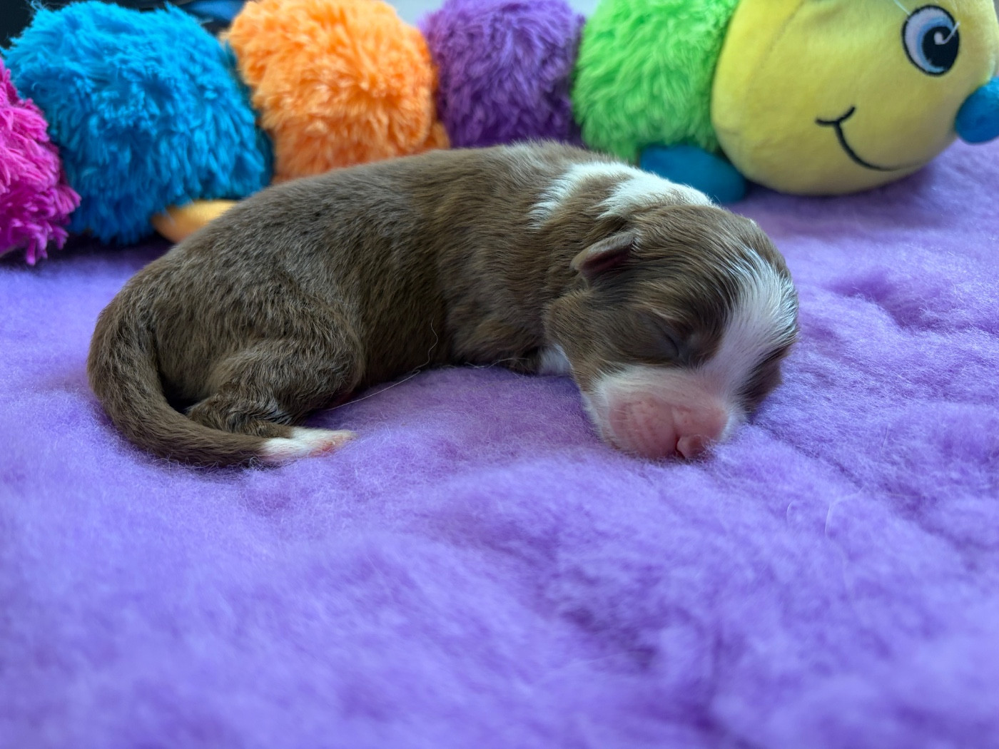 The Face Of Love - Chiots disponibles - Berger Australien