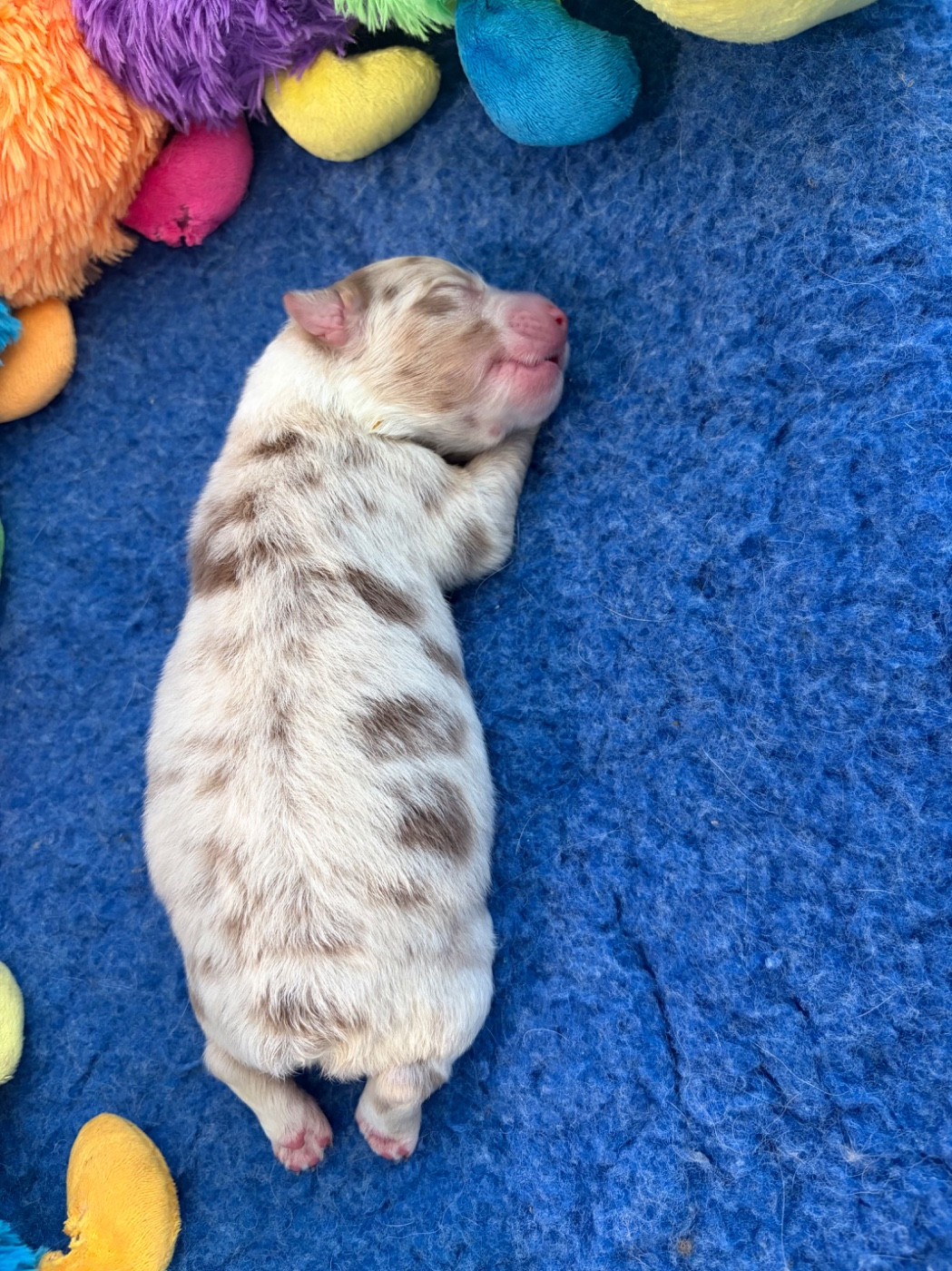 The Face Of Love - Chiots disponibles - Berger Australien
