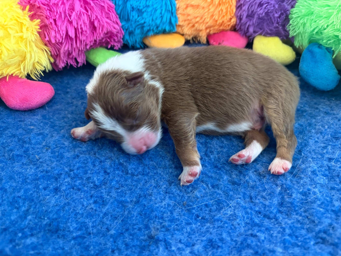 The Face Of Love - Chiots disponibles - Berger Australien