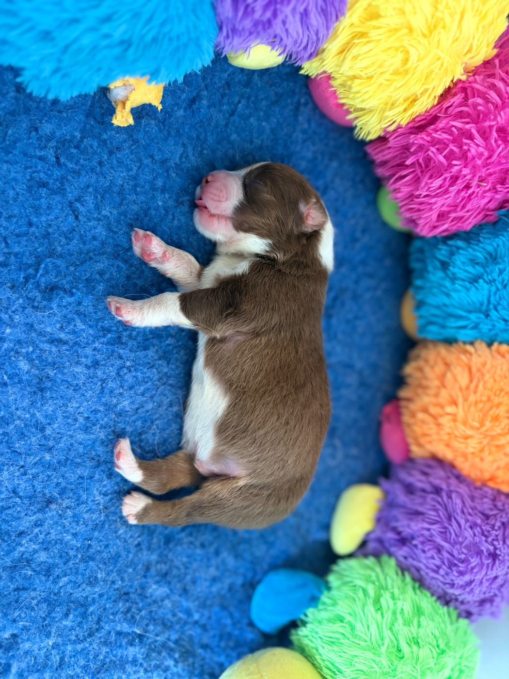 The Face Of Love - Chiots disponibles - Berger Australien