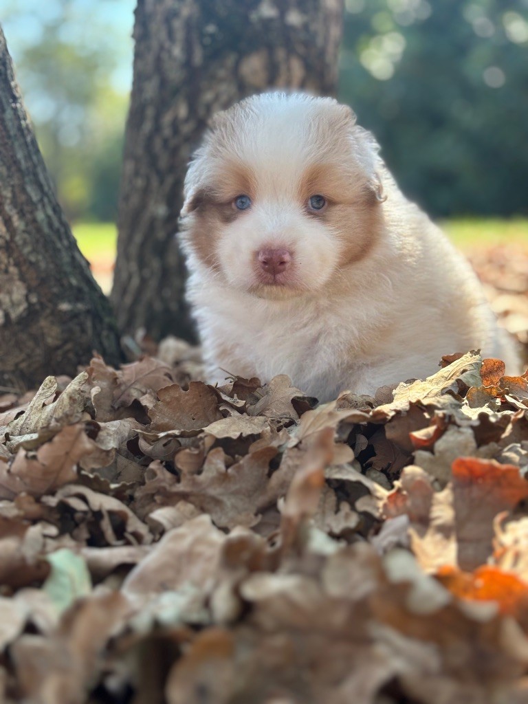 The Face Of Love - Chiots disponibles - Berger Australien