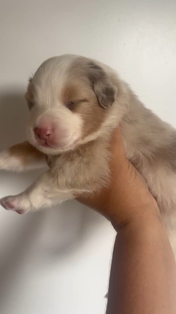 The Face Of Love - Chiots disponibles - Berger Australien