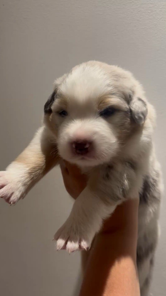 The Face Of Love - Chiots disponibles - Berger Australien