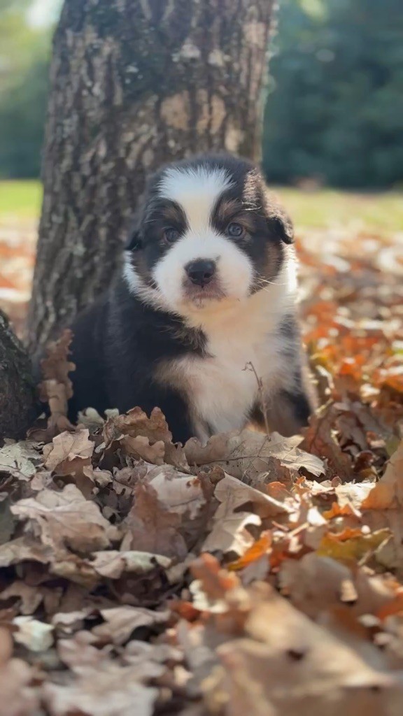 The Face Of Love - Chiots disponibles - Berger Australien