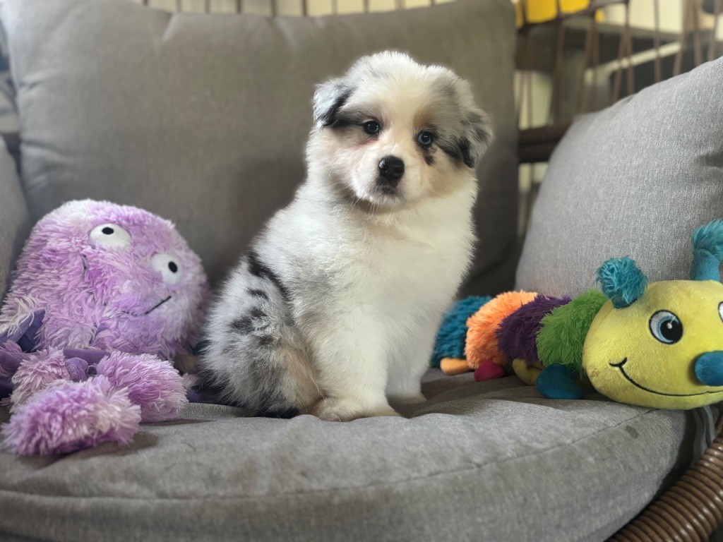 The Face Of Love - Chiots disponibles - Berger Australien