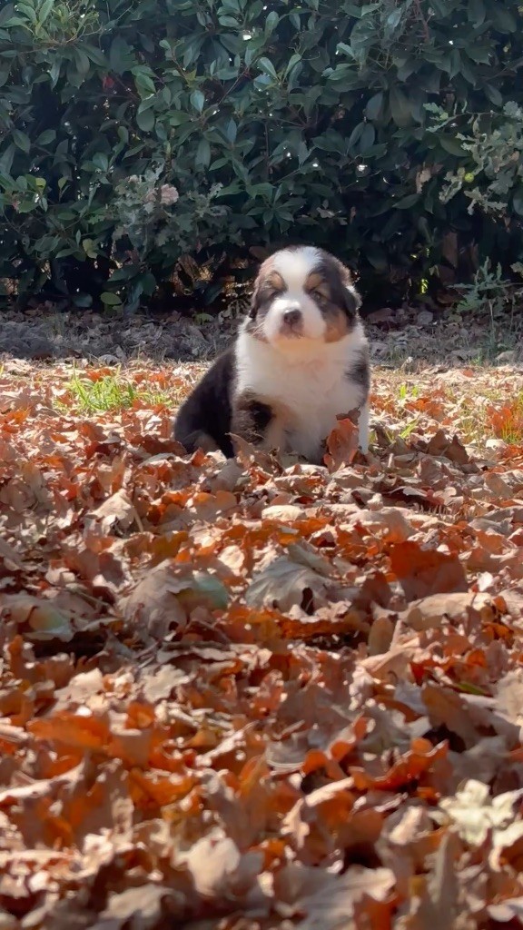 The Face Of Love - Chiots disponibles - Berger Australien