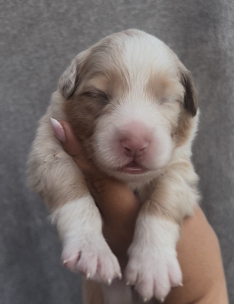The Face Of Love - Chiots disponibles - Berger Australien