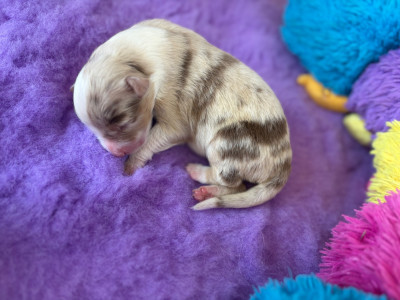 Femelle rouge merle