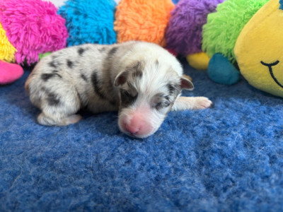 Mâle bleu merle