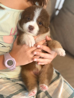 Baloo