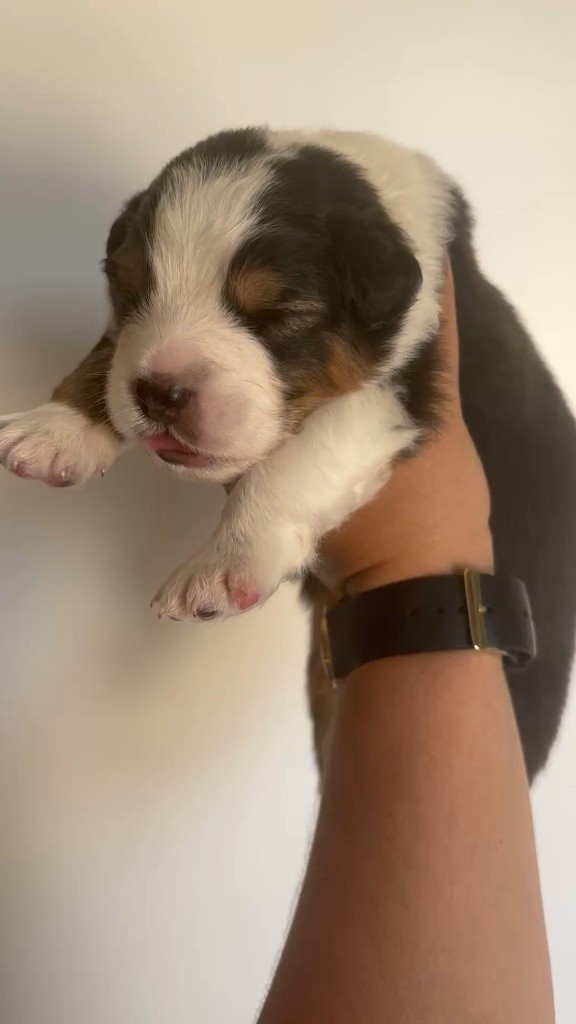 The Face Of Love - Chiots disponibles - Berger Australien