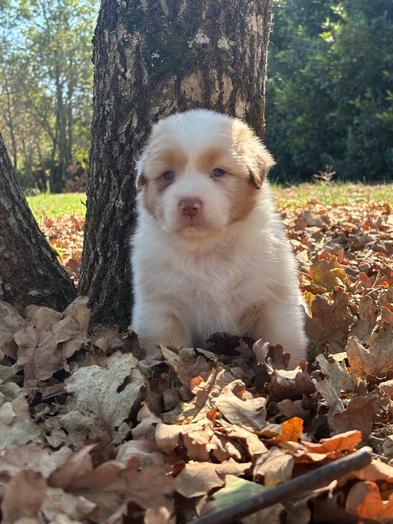 The Face Of Love - Chiots disponibles - Berger Australien
