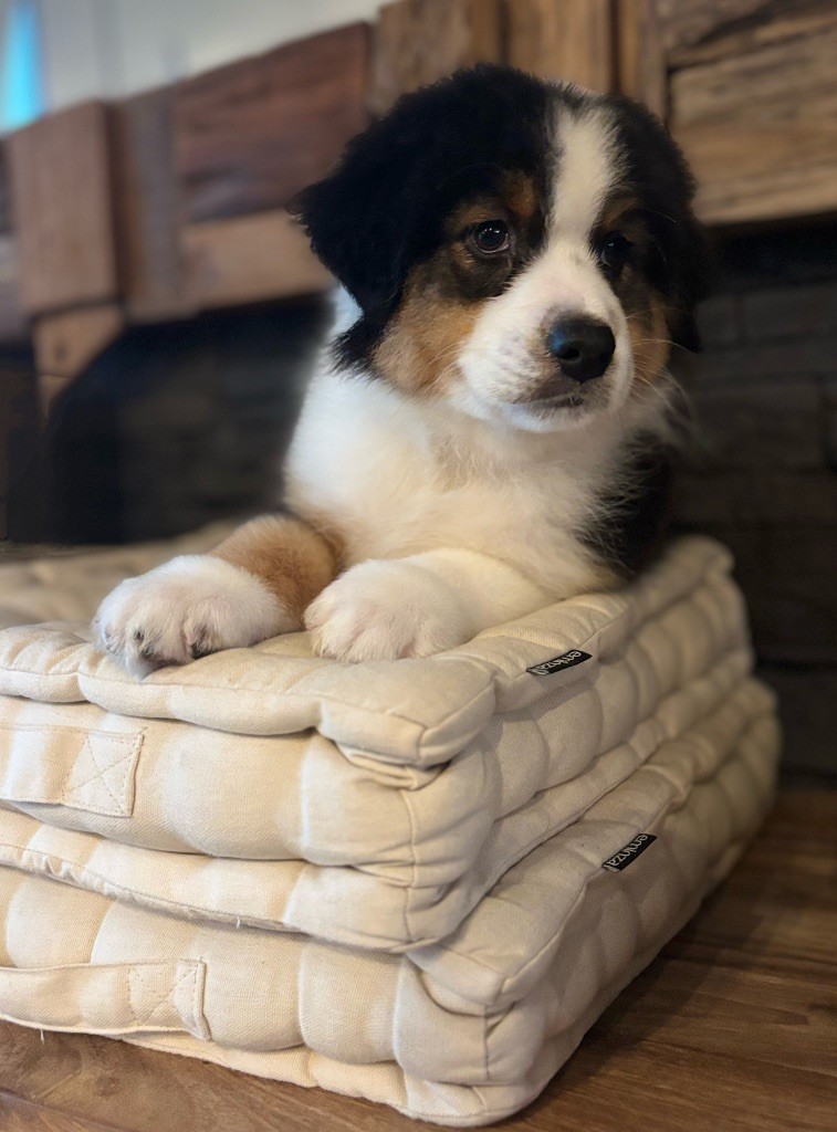 The Face Of Love - Berger Australien - Portée née le 26/07/2025