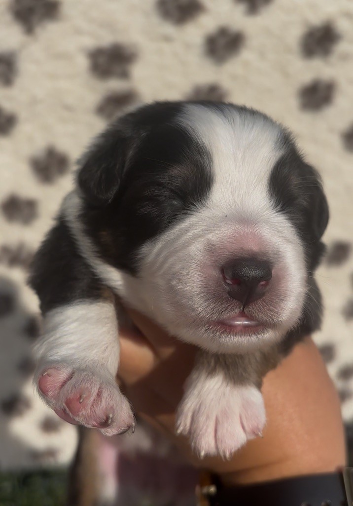 The Face Of Love - Chiots disponibles - Berger Australien