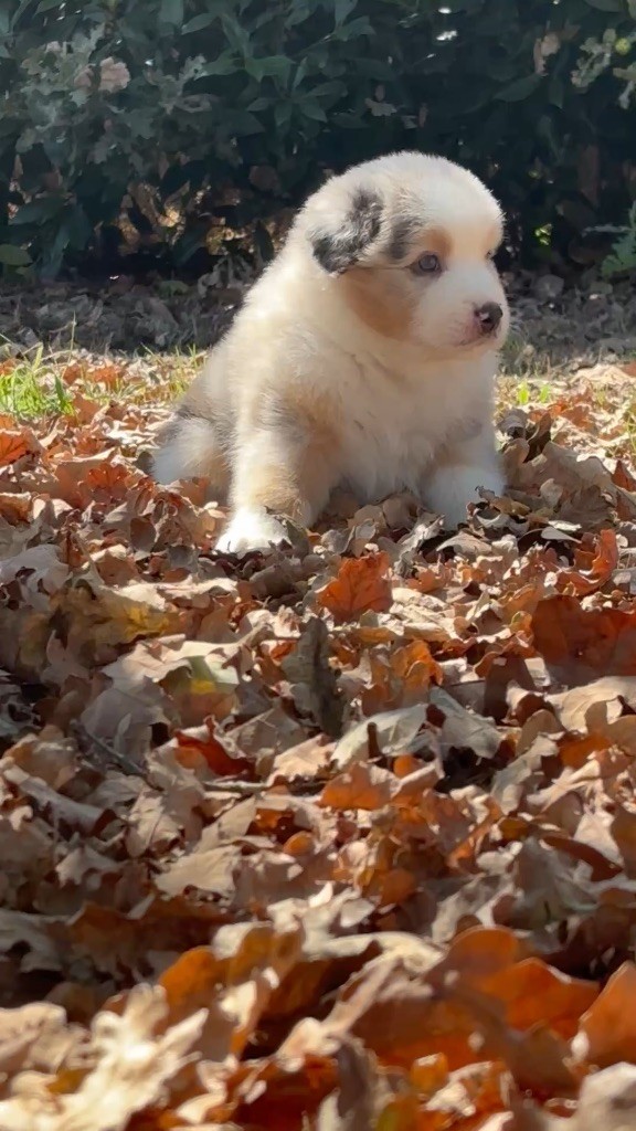 The Face Of Love - Chiots disponibles - Berger Australien